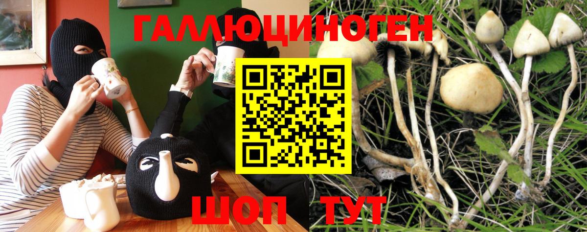 Абакан  Галлюциногенные грибы Psilocybe  Вход с VPN 
